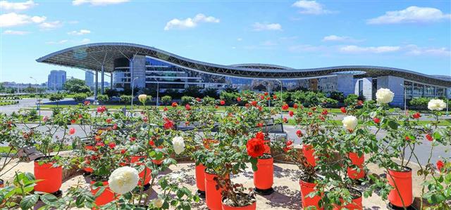 북한 노동당 기관지 노동신문은 6일 ‘수도의 풍치를 돋우어주는 장미꽃 풍경’이라는 제목으로 평양 시내 사진 여러 장을 실었다. 신문은 “수도의 거리에 펼쳐진 장미꽃 풍경은 창조의 숨결로 높뛰고 내일에 대한 희망으로 충만된 우리의 생활을 더욱 약동하게 해주고 있다”라고 전했다.  평양 노동신문 뉴스1