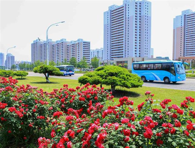 북한 노동당 기관지 노동신문은 6일 ‘수도의 풍치를 돋우어주는 장미꽃 풍경’이라는 제목으로 평양 시내 사진 여러 장을 실었다. 신문은 “려명거리와 미래과학자거리 등 수도의 곳곳에 장미꽃들이 앞을 다투어 피어나 거리의 풍치를 한껏 돋우어주고 있다”라고 전했다.  평양 노동신문 뉴스1