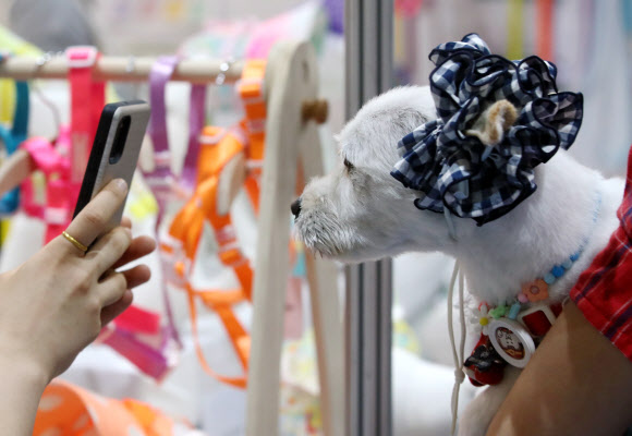 6일 오전 서울 강남구 세텍에서 열린 ‘제29회 코리아펫쇼’를 찾은 관람객이 모자를 쓴 반려동물을 촬영하고 있다. 2021.6.6  연합뉴스