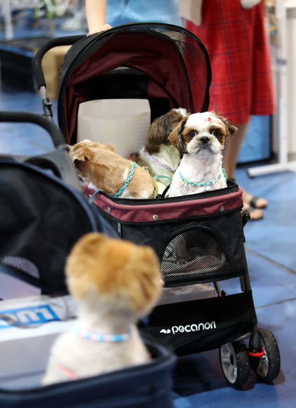 6일 오전 서울 강남구 세텍에서 열린 ‘제29회 코리아펫쇼’에서 반려인과 함께 행사장을 찾은 반려동물들이 유모차에서 휴식을 취하고 있다. 2021.6.6  연합뉴스