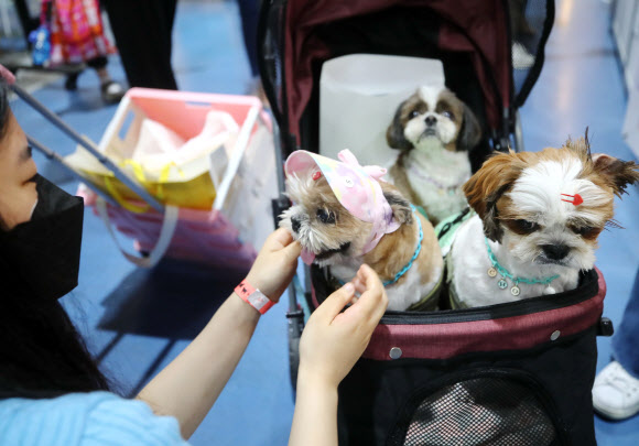 6일 오전 서울 강남구 세텍에서 열린 ‘제29회 코리아펫쇼’를 찾은 관람객이 반려동물에게 모자를 씌워주고 있다. 2021.6.6  연합뉴스