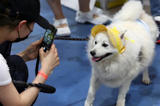 6일 오후 서울 강남구 세텍에서 열린 제29회 코리아펫쇼 2021을 찾은 시민들이 반려동물과 함께 다양한 용품을 살펴보고 있다. 2021.6.6 뉴스1