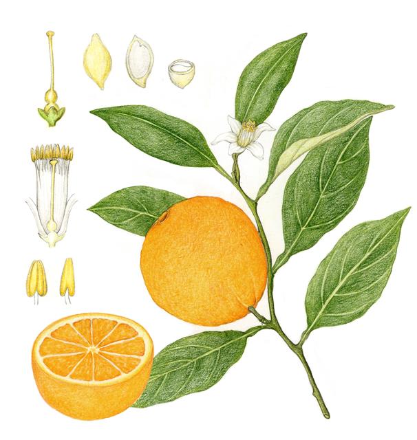 17세기 베르사유 궁전에 감귤류만 재배하는 정원과 전용 온실이 지어졌다. 오렌지 나무 1200여 그루가 식재된 전용 온실, 오랑주리는 유럽 전역에 퍼지면서 인기를 끌었다. 그림은 오렌지나무.