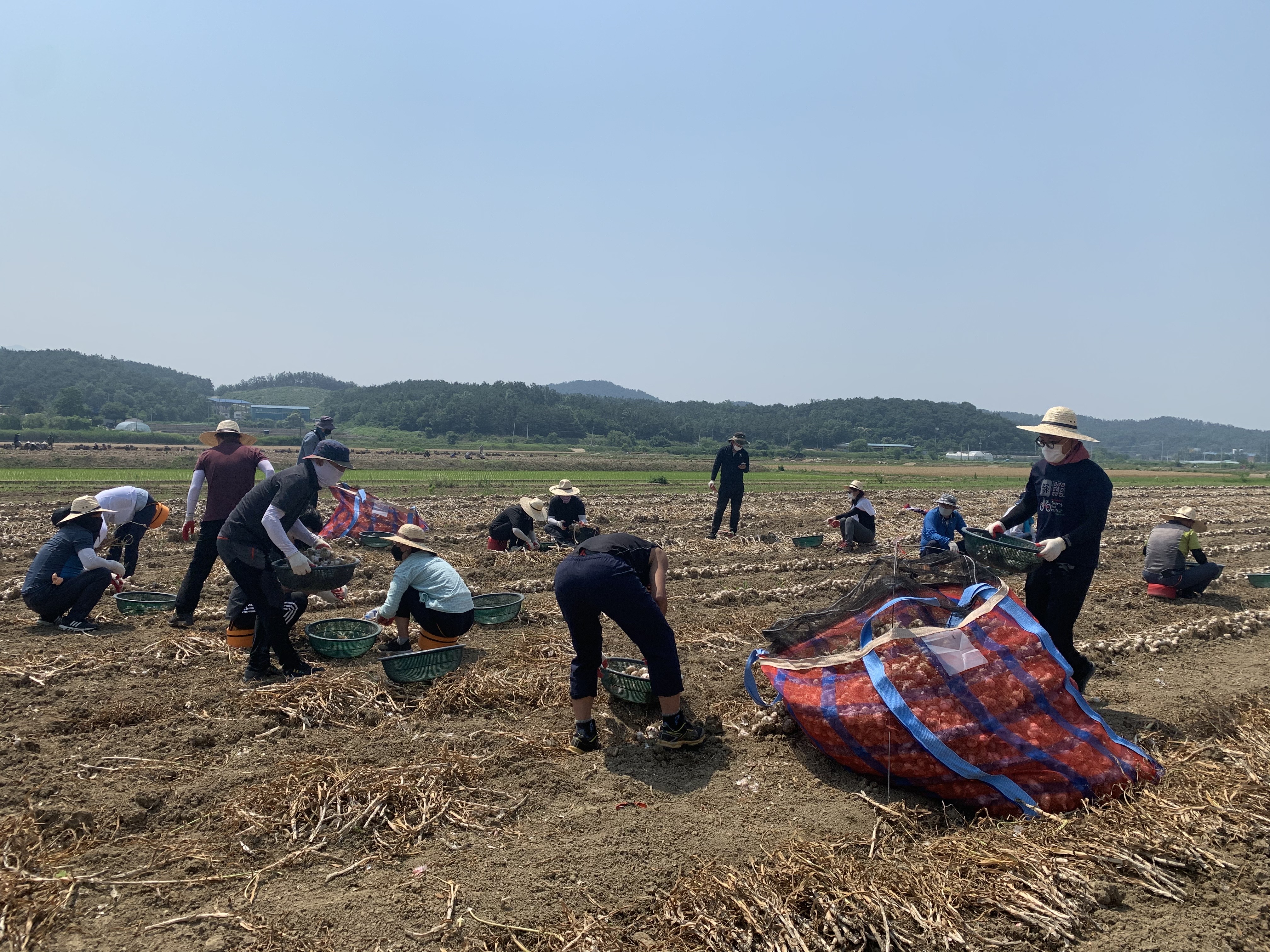 코로나19로 농촌 일손부족 비상. 