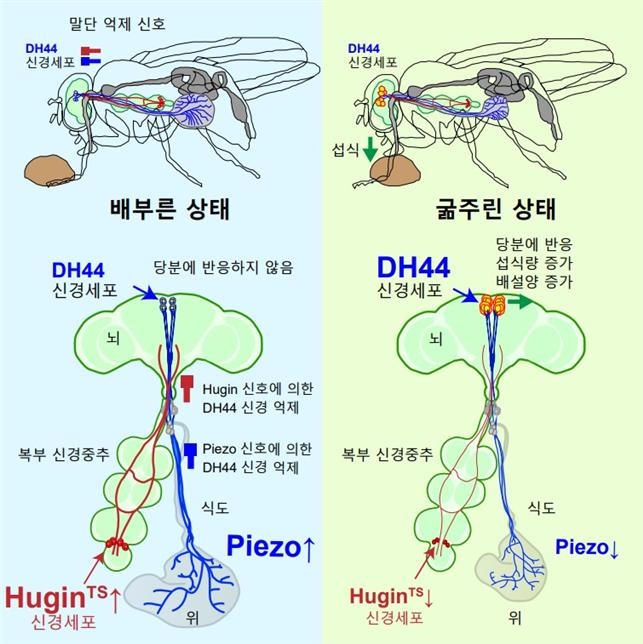 초파리의 DH44 신경세포의 두 가지 억제 신호에 대한 모식도