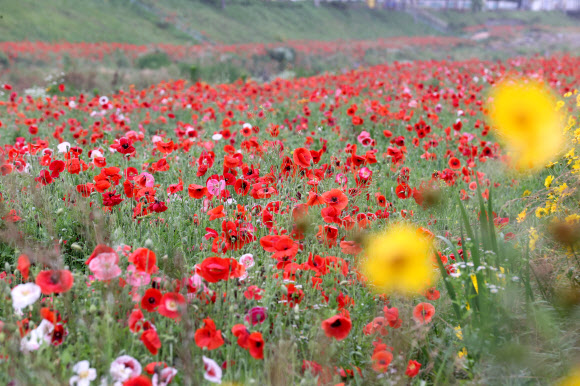15일 전라북도 임실군 임실천변에 관상용 양귀비가 활짝 펴있다. 2021.6.15  임실군 제공
