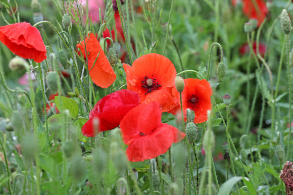 15일 전라북도 임실군 임실천변에 관상용 양귀비가 활짝 펴있다. 2021.6.15  임실군 제공