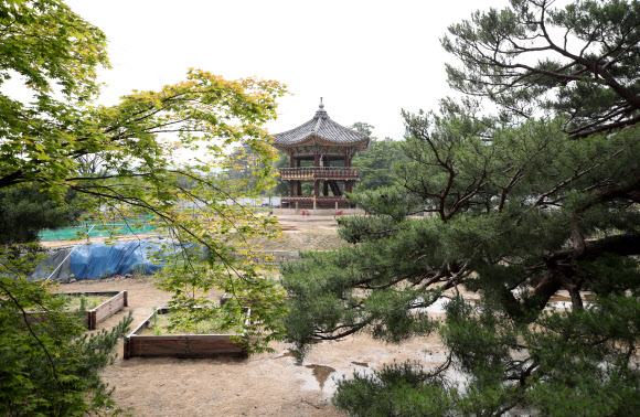 지난 2017년 5월 해체·보수 공사를 시작한 경복궁 북쪽의 아름다운 육각 정자 ‘향원정’(香遠亭)이 올가을 정비를 마치고 공개된다. 지금도 향원정을 둘러싼 연못인 향원지(香遠池) 주변 가림막 사이로 정자와 물 빠진 연못을 볼 수 있지만, 10월이면 공식적으로 공사를 마무리한다. 연못 조경 작업까지 마무리되는 시점은 내년 봄이다. 사진은 지난 14일 막바지 보수 작업이 한창인 향원정. 2021.6.16  연합뉴스