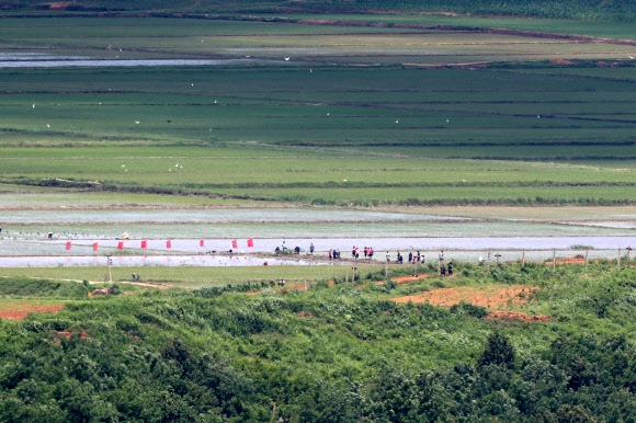 16일 경기도 파주시 오두산 통일전망대에서 바라본 북한 황해북도 개풍군에서 주민들이 모내기로 분주하다. 2021.6.16  연합뉴스