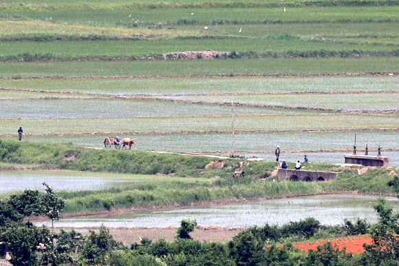 16일 경기도 파주시 오두산 통일전망대에서 바라본 북한 황해북도 개풍군에서 소 달구지가 이동하고 있다. 2021.6.16  연합뉴스