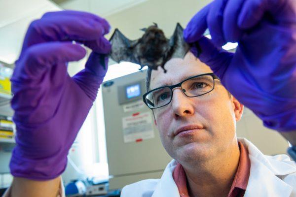 과학자들은 ‘바이러스의 저수지’로 알려진 박쥐의 몸속 바이러스를 분석하기 위해 분변과 신체장기 여러 부분에서 표본을 추출해 조사한다. 미국 노던애리조나대 제공