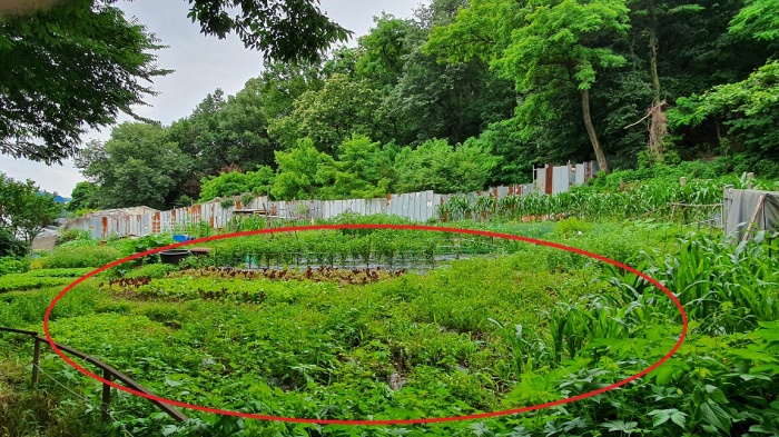 김경협 의원이 부동산거래신고법 위반 혐의를 받고 있는 부천시 역곡공공주택지구 내 밭. 경기일보 제공