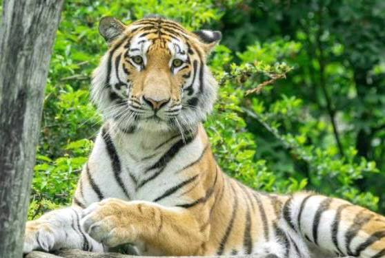 문재인 대통령은 21일 SNS을 통해 오스트리아 국빈방문 당시 쿠르츠 총리로부터 쇤부른 궁 동물원에 입주한 호랑이의 후원자로 지정됨을 밝히며, 호랑이 후원증서와 후원자에게 주는 동물원 무료입장권을 공개했다. 사진은 문 대통령이 후원하는 호랑이 모습. 2021.6.21  청와대 제공