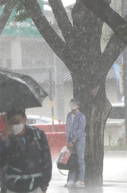 나무를 우산삼아