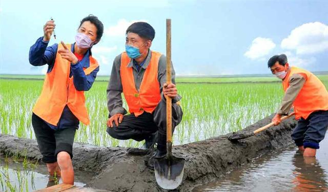 북한 노동당 기관지 노동신문은 28일 올해 농업계획 완수를 다짐하는 일꾼들의 목소리를 전했다. 이들은 “대담한 공격전, 결사전을 벌여 도 앞에 맡겨진 알곡생산 계획을 기어이 완수하겠다”라고 말했다. 평양 노동신문 뉴스1
