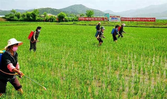 북한 노동당 기관지 노동신문은 28일 올해 알곡생산 계획을 무조건 완수하자면서 농업 부문을 조명했다. 신문은 “첫째도 둘째도 과학농사”라고 강조했다. 평양 노동신문 뉴스1