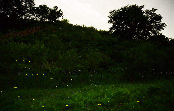 연초록빛을 내며 구애의 춤사위를 펼치는 반딧불이들.