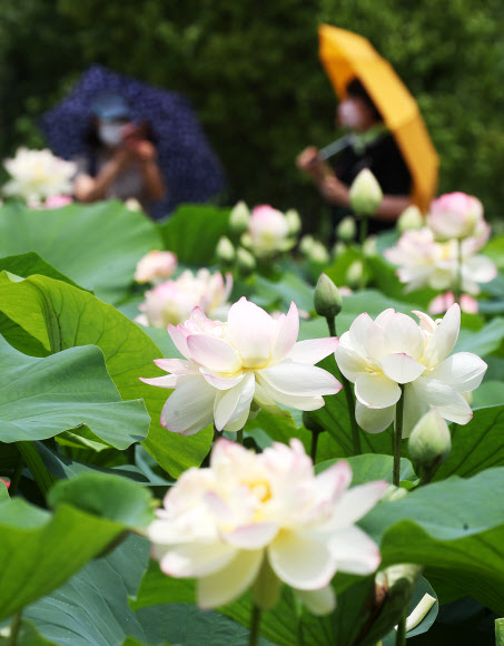 1일 오후 경기도 양평군 세미원을 찾은 시민들이 활짝 핀 연꽃을 감상하고 있다. 2021.7.1  연합뉴스