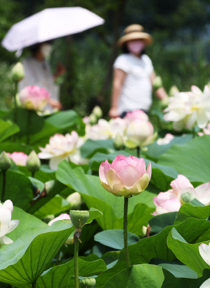 1일 오후 경기도 양평군 세미원을 찾은 시민들이 활짝 핀 연꽃을 감상하고 있다. 2021.7.1  연합뉴스
