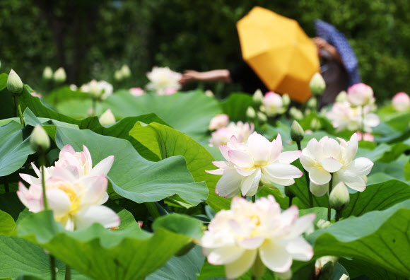 1일 오후 경기도 양평군 세미원을 찾은 시민들이 활짝 핀 연꽃을 감상하고 있다. 2021.7.1  연합뉴스