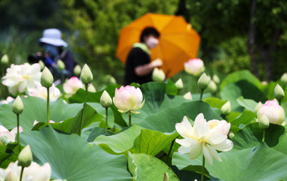 1일 오후 경기도 양평군 세미원을 찾은 시민들이 활짝 핀 연꽃을 감상하고 있다. 2021.7.1  연합뉴스