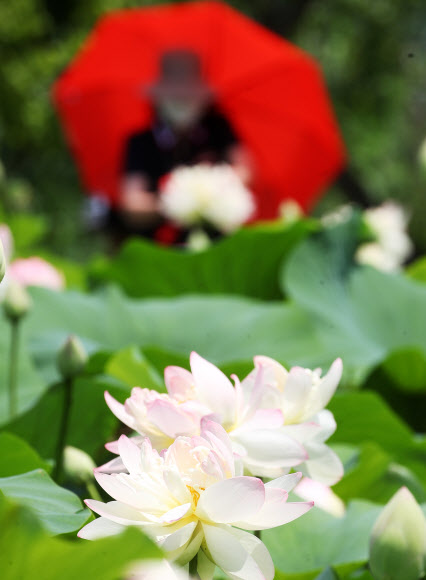 1일 오후 경기도 양평군 세미원을 찾은 시민들이 활짝 핀 연꽃을 감상하고 있다. 2021.7.1  연합뉴스
