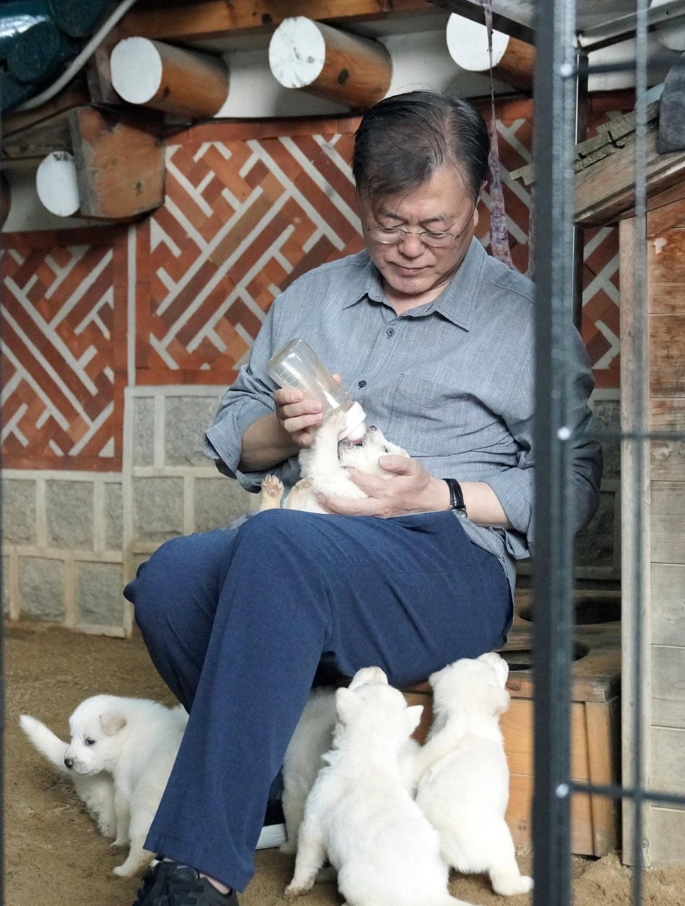 북한에서 온 풍산개 ‘곰이’가, 원래 데리고 있던 풍산개 ‘마루’와 사이에 새끼 7마리를 낳았다. 문 대통령 SNS