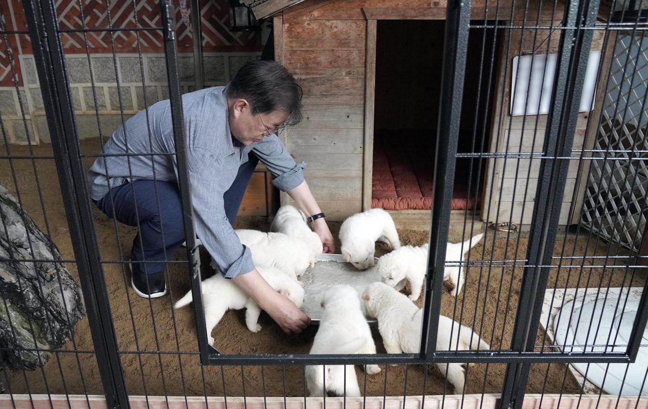 북한에서 온 풍산개 ‘곰이’가, 원래 데리고 있던 풍산개 ‘마루’와 사이에 새끼 7마리를 낳았다. 문 대통령 SNS