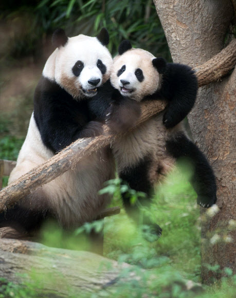 첫돌 맞는 에버랜드 아기판다 푸바오