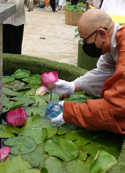 조계사 연꽃 봉안