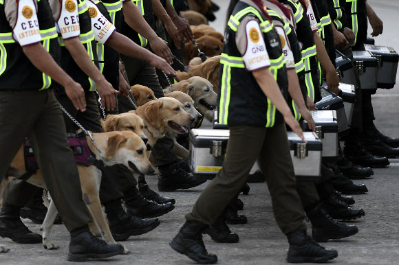 K-9 drug-detecting dogs march with their handlers during a military parade marking Independence Day in Caracas, Venezuela, Monday, July 5, 2021. Venezuela is marking 210 years of their declaration of independence from Spain. (AP Photo/Matias Delacroix)/2021-07-06 09:36:42/ <연합뉴스