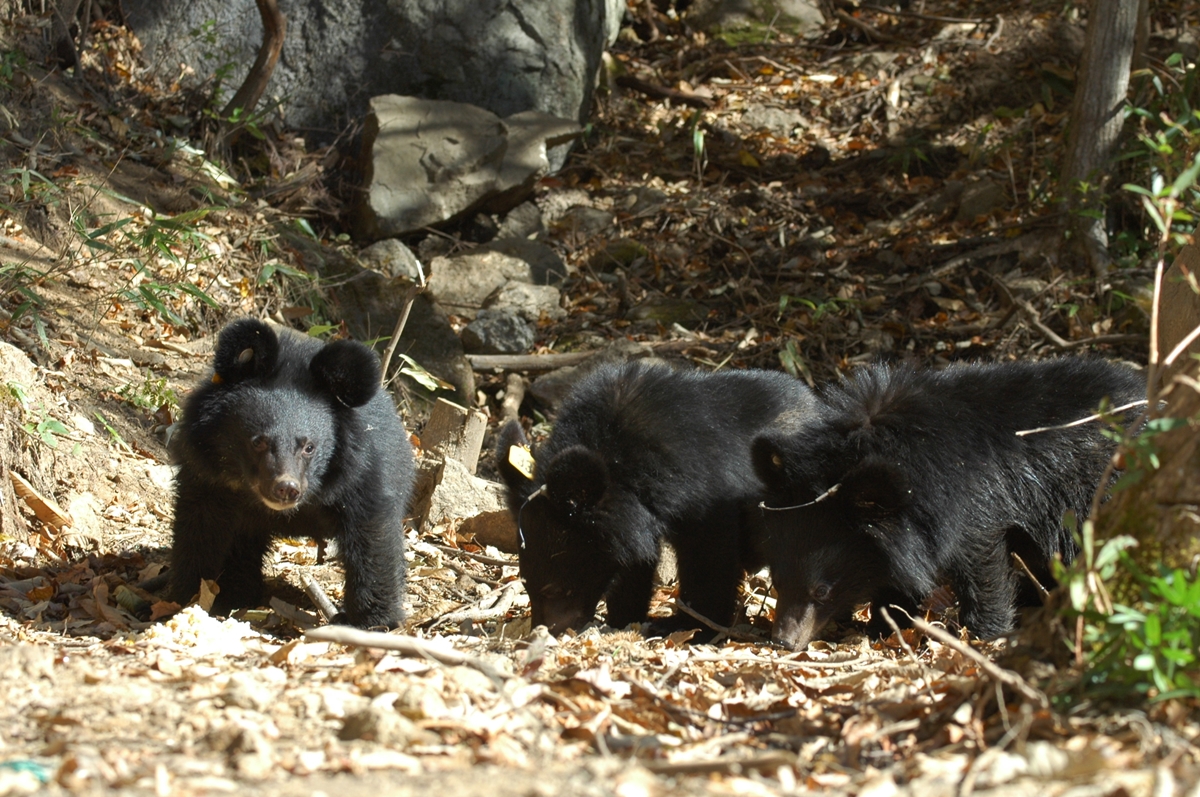 사진은 기사 내용 속 곰이 아닙니다.<br>국립공원공단 국립공원생물종보전원 지리산 자연적응센터에서 훈련을 받고 있는 새끼 반달가슴곰. <br>국립공원공단 제공
