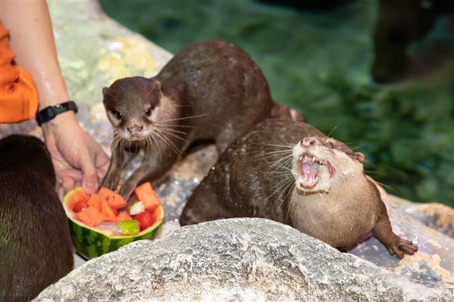특식 선물에 신이 난 수달