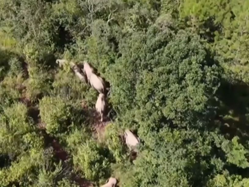 인간에 의해 서식지가 파괴되자 중국에서는 코끼리떼가 숲을 벗어나 마을까지 침입하며 장거리를 떠돌고 있다. 유튜브 화면 캡처