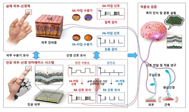 인간 피부-신경 모사형 인공 감각 인터페이스 시스템 모식도
