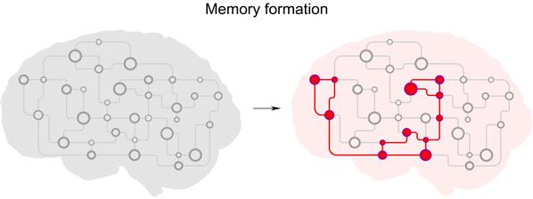 강하게 서로 연결된 뉴런 집합체 형성을 통한 기억형성 모식도