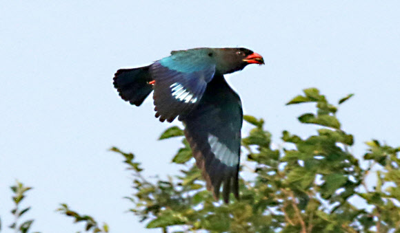 먹이 물고 날아가는 파랑새