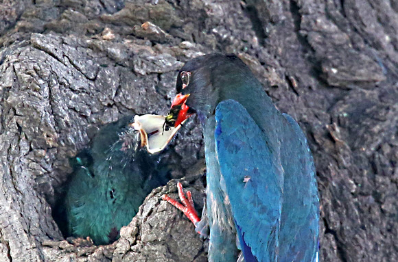 먹이 먹는 새끼 파랑새