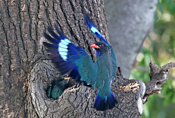 고개 돌린 파랑새