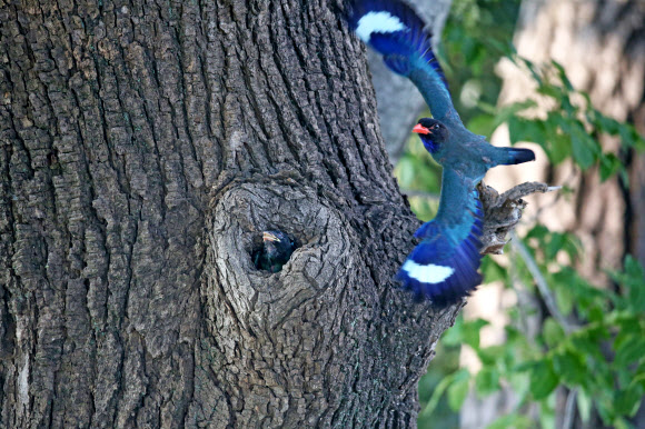 날개를 활짝 펴고