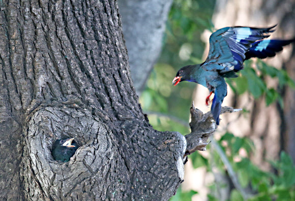 날개 접는 파랑새