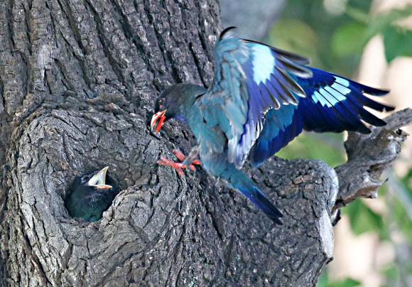 먹이 주는 파랑새