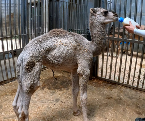 ‘귀하신 몸’ 대전 오월드 아기동물 공개