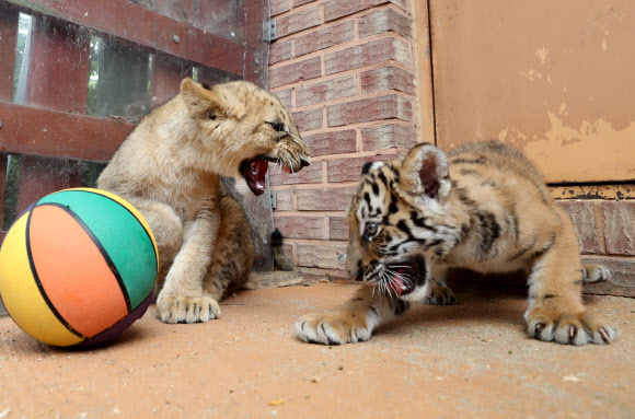 관람객에게 공개된 사자ㆍ호랑이