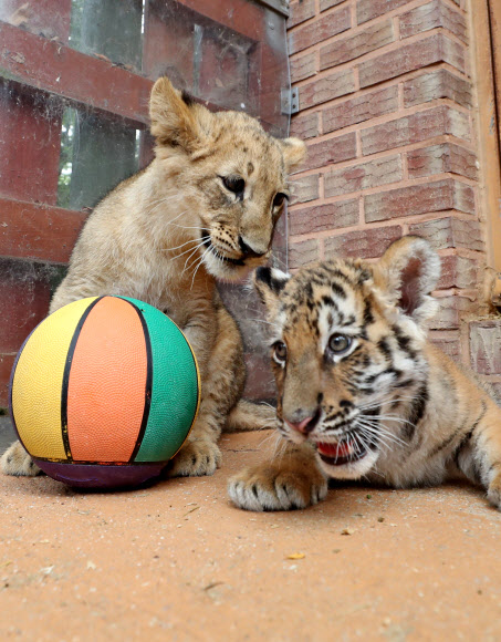 관람객에게 공개된 사자ㆍ호랑이