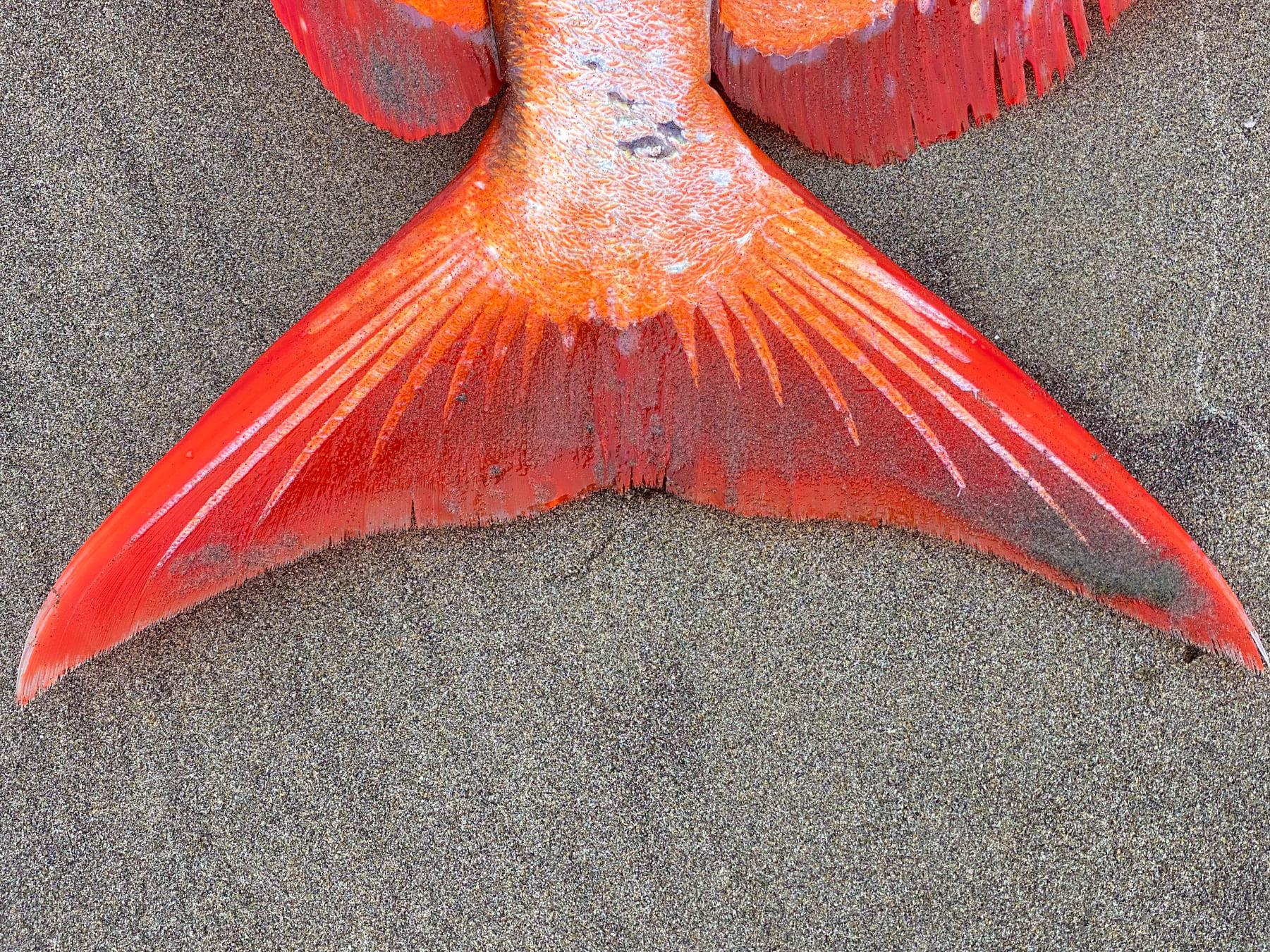 미국 서북부의 오리건주 해안가에서 지난 14일(현지시간) 발견된 빨간개복치. 2021.7.19  시사이드 아쿠아리움 페이스북