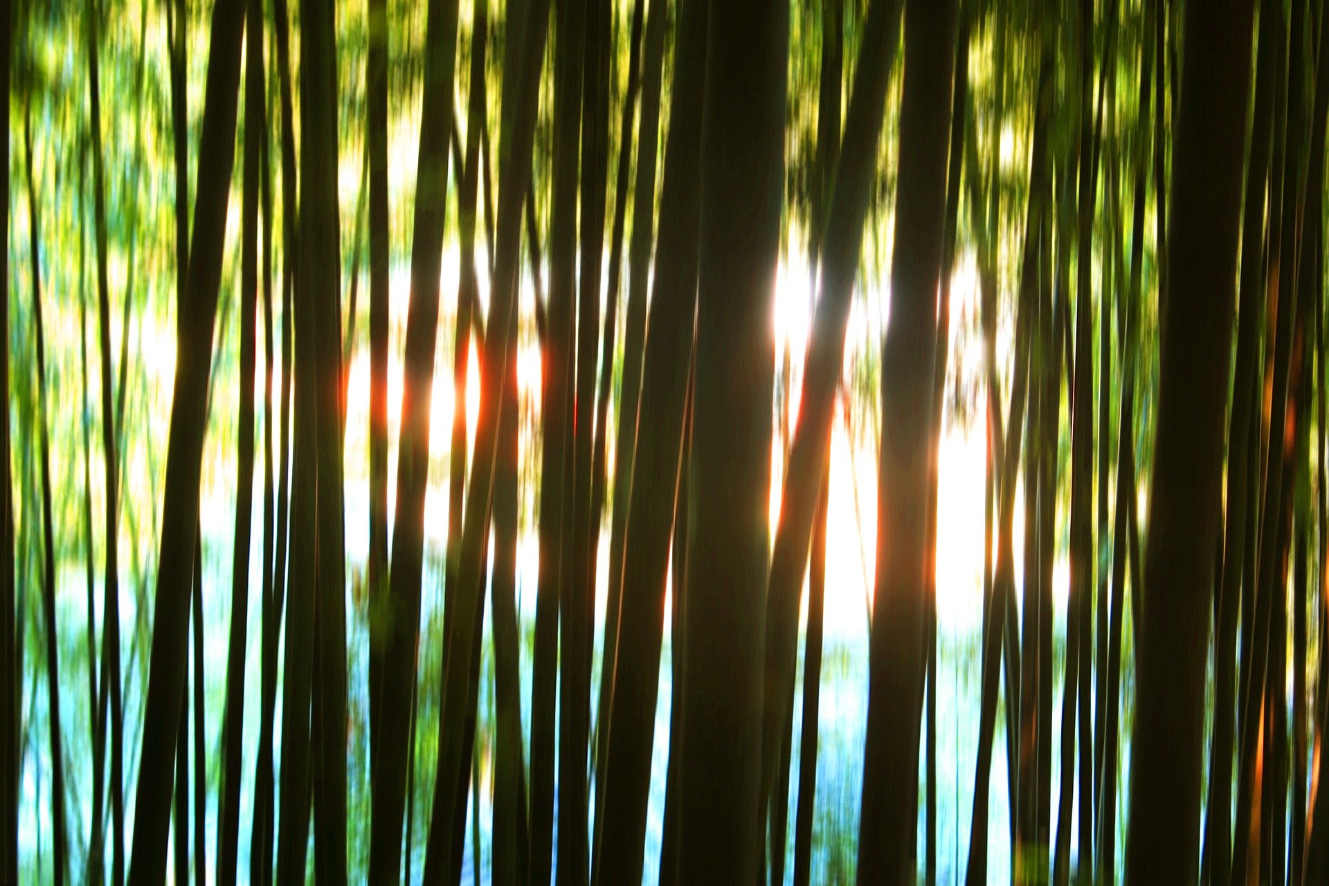 내 마음 속 이야기를 털어놓을 수 있는 ‘대나무숲’ 같은 존재는 정신건강을 위해 꼭 필요하다. 픽사베이 