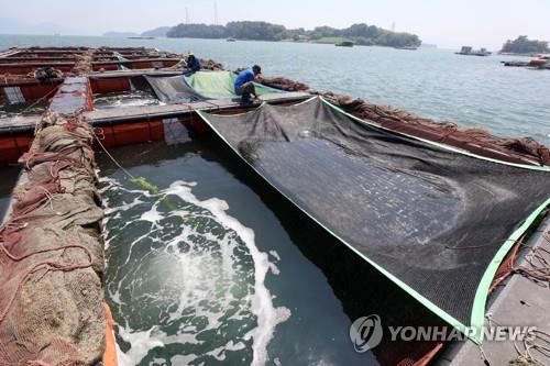 고수온 피해 막고자 양식장에 그늘막 치는 어민. 연합뉴스