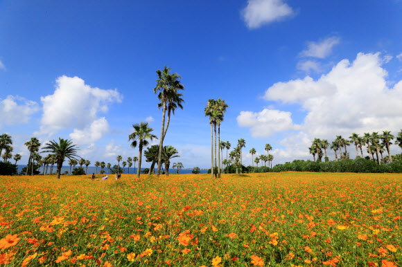 28일 오전 제주 서귀포시 표선면 소노캄 제주 내 정원에 황화 코스모스가 만개해 오가는 이들의 눈길을 사로잡고 있다. 2021.7.28  연합뉴스