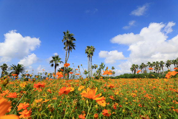 28일 오전 제주 서귀포시 표선면 소노캄 제주 내 정원에 황화 코스모스가 만개해 오가는 이들의 눈길을 사로잡고 있다. 2021.7.28  연합뉴스